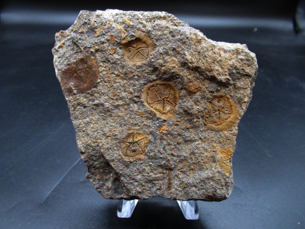 Edrioasteroid North Africa Echinoderm #29