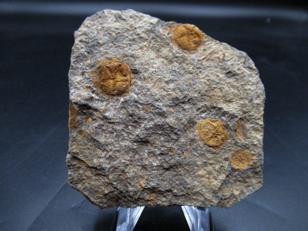 Edrioasteroid North Africa Echinoderm #31