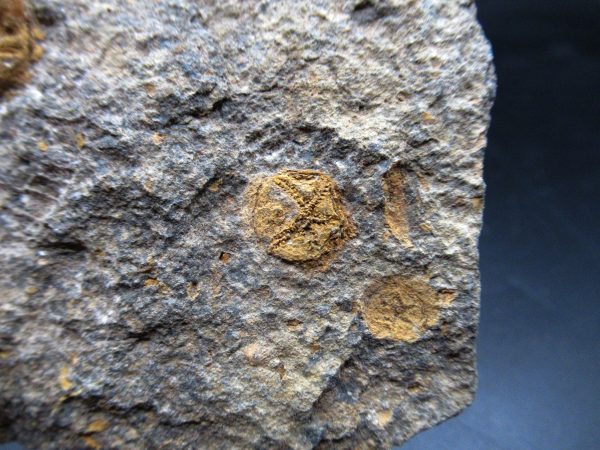 Edrioasteroid North Africa Echinoderm #31 - Image 3