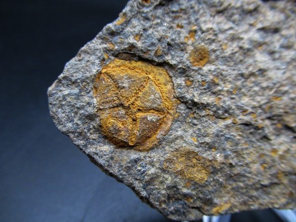 Edrioasteroid North Africa Echinoderm #33 - Image 2