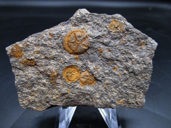 Edrioasteroid North Africa Echinoderm #34