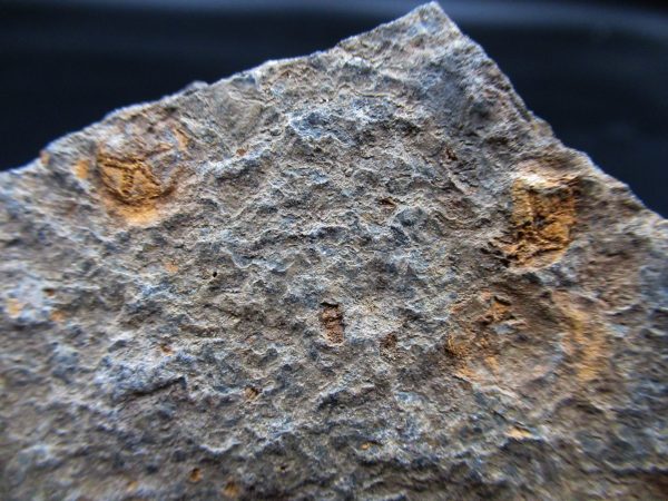 Edrioasteroid North Africa Echinoderm #34 - Image 3