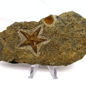 Genuine Ordovician Age Petraster Starfish Plate Specimen from Morocco for Sale #18