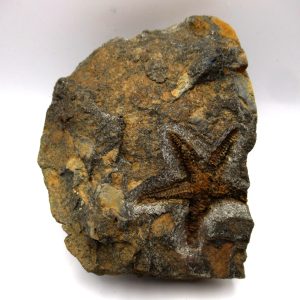 Genuine Ordovician Age Petraster Starfish Plate Specimen from Morocco for Sale #19