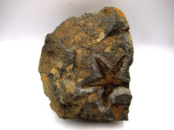 Genuine Ordovician Age Petraster Starfish Plate Specimen from Morocco for Sale #19