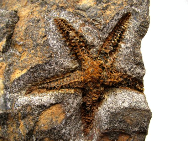 Genuine Ordovician Age Petraster Starfish Plate Specimen from Morocco for Sale #19a