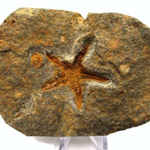 Genuine Ordovician Age Petraster Starfish Plate Specimen from Morocco for Sale #20