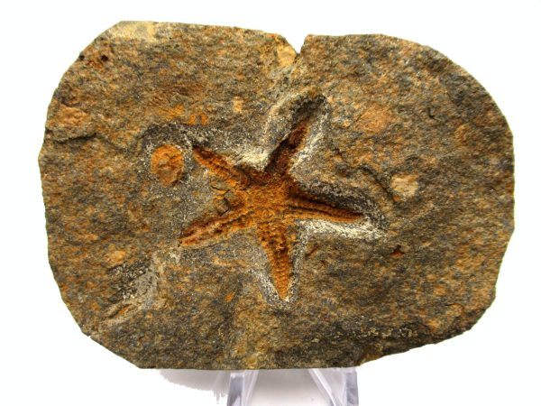 Genuine Ordovician Age Petraster Starfish Plate Specimen from Morocco for Sale #20