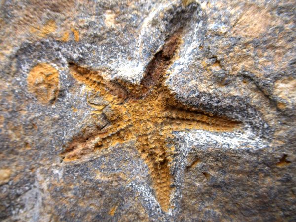 Genuine Ordovician Age Petraster Starfish Plate Specimen from Morocco for Sale #20a