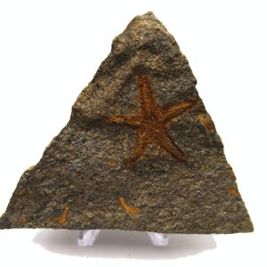 Genuine Ordovician Age Petraster Starfish Plate Specimen from Morocco for Sale #21