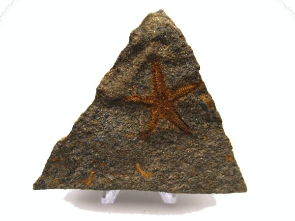 Genuine Ordovician Age Petraster Starfish Plate Specimen from Morocco for Sale #21