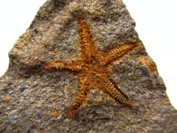 Genuine Ordovician Age Petraster Starfish Plate Specimen from Morocco for Sale #21a