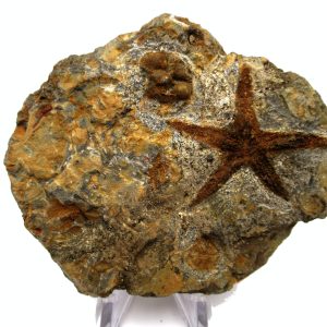 Genuine Ordovician Age Petraster Starfish Plate Specimen from Morocco for Sale #22