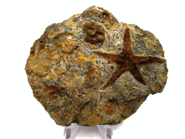 Genuine Ordovician Age Petraster Starfish Plate Specimen from Morocco for Sale #22