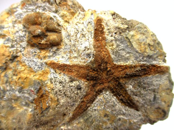 Genuine Ordovician Age Petraster Starfish Plate Specimen from Morocco for Sale #22a