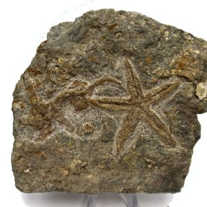 Genuine Ordovician Age Petraster Starfish Plate Specimen from Morocco for Sale #23