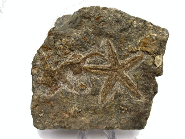 Genuine Ordovician Age Petraster Starfish Plate Specimen from Morocco for Sale #23