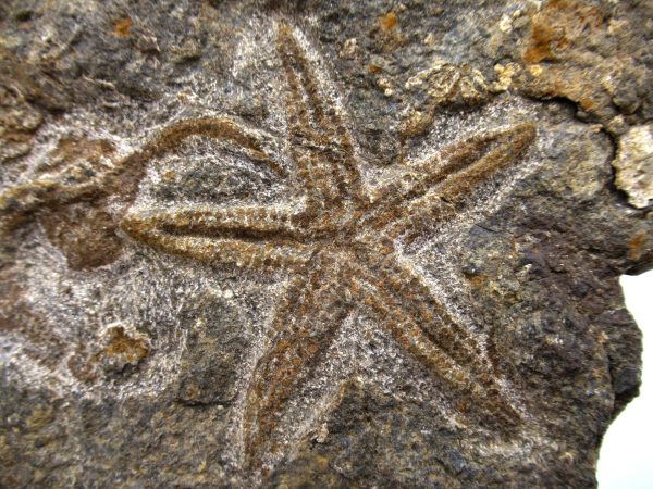 Genuine Ordovician Age Petraster Starfish Plate Specimen from Morocco for Sale #23a