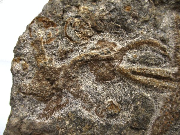 Genuine Ordovician Age Petraster Starfish Plate Specimen from Morocco for Sale #23b