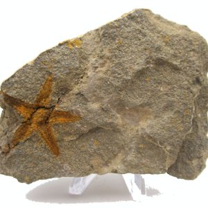 Genuine Ordovician Age Petraster Starfish Plate Specimen from Morocco for Sale #24