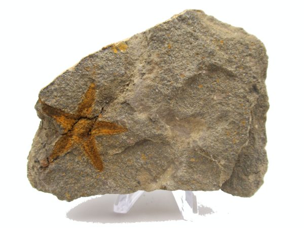 Genuine Ordovician Age Petraster Starfish Plate Specimen from Morocco for Sale #24