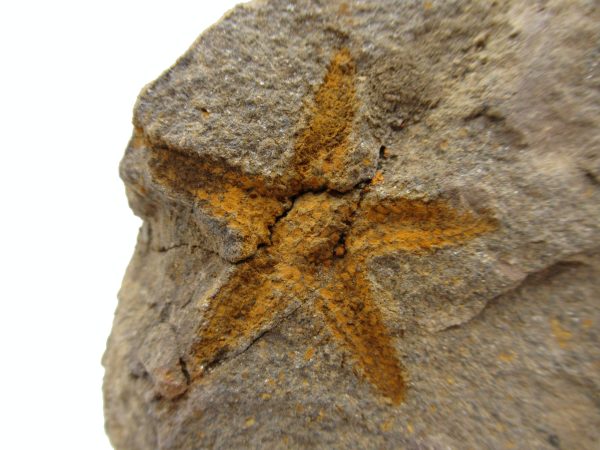 Genuine Ordovician Age Petraster Starfish Plate Specimen from Morocco for Sale #24a