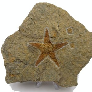 Genuine Ordovician Age Petraster Starfish Plate Specimen from Morocco for Sale #25