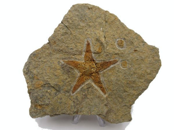 Genuine Ordovician Age Petraster Starfish Plate Specimen from Morocco for Sale #25