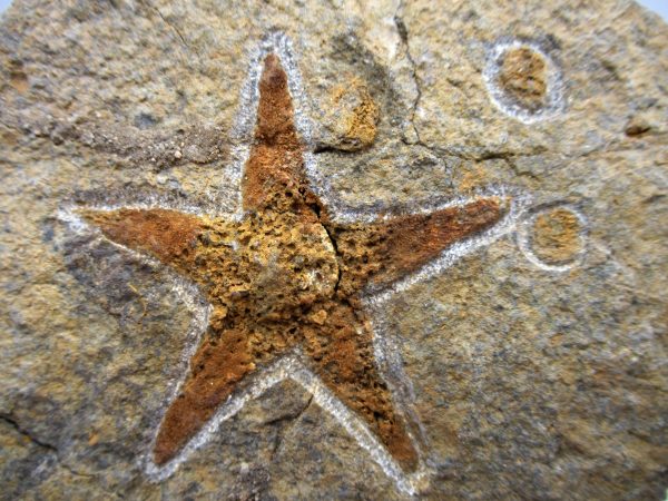 Genuine Ordovician Age Petraster Starfish Plate Specimen from Morocco for Sale #25a