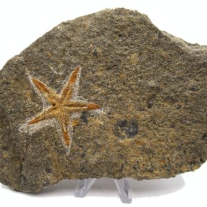 Genuine Ordovician Age Petraster Starfish Plate Specimen from Morocco for Sale #26