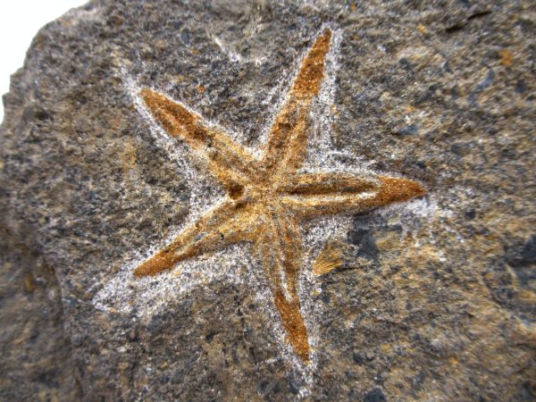 Morocco Petraster Starfish 26 - Image 2