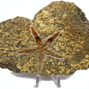 Genuine Ordovician Age Petraster Starfish Plate Specimen from Morocco for Sale #27