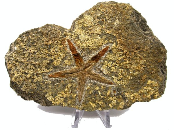 Genuine Ordovician Age Petraster Starfish Plate Specimen from Morocco for Sale #27