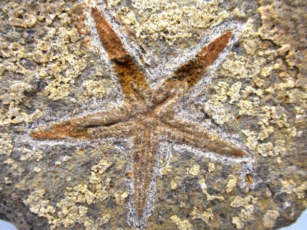 Genuine Ordovician Age Petraster Starfish Plate Specimen from Morocco for Sale #27a