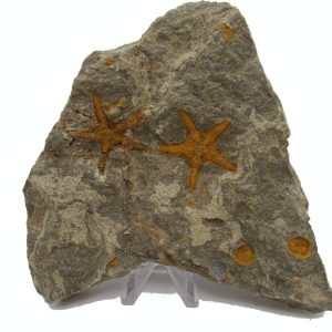 Genuine Ordovician Age Petraster Starfish Plate Specimen from Morocco for Sale #28