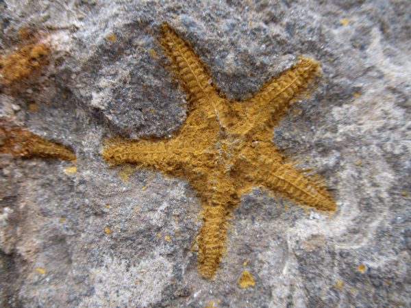 Morocco Petraster Starfish 28 - Image 2