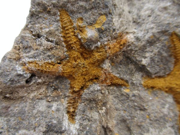 Morocco Petraster Starfish 28 - Image 5