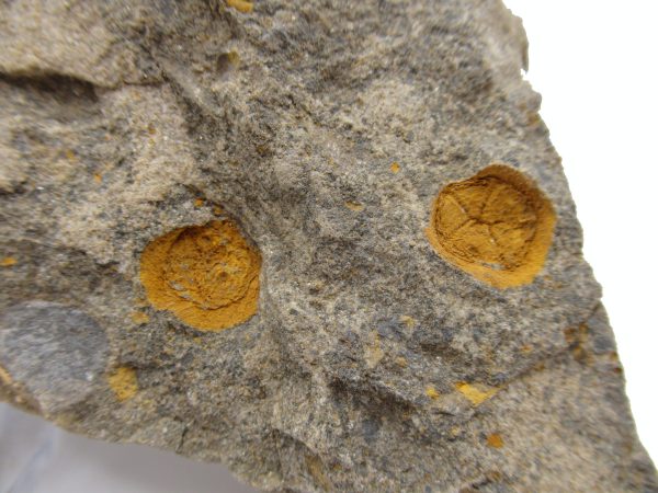 Genuine Ordovician Age Petraster Starfish Plate Specimen from Morocco for Sale #28c