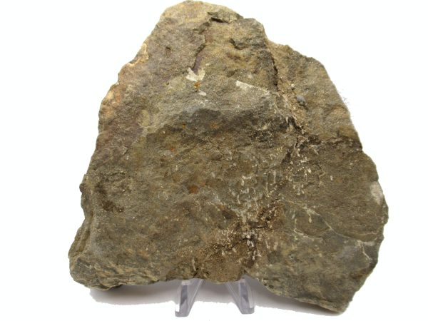 Genuine Ordovician Age Petraster Starfish Plate Specimen from Morocco for Sale #28d