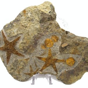 Genuine Ordovician Age Petraster Starfish Plate Specimen from Morocco for Sale #29