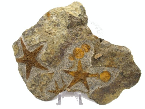 Genuine Ordovician Age Petraster Starfish Plate Specimen from Morocco for Sale #29