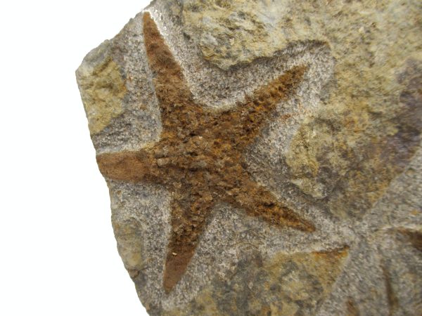 Genuine Ordovician Age Petraster Starfish Plate Specimen from Morocco for Sale #29a