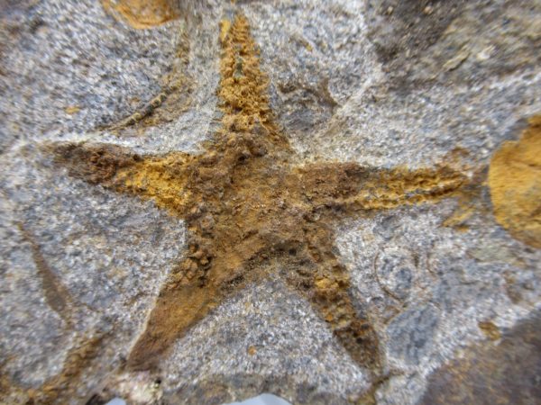 Genuine Ordovician Age Petraster Starfish Plate Specimen from Morocco for Sale #29c