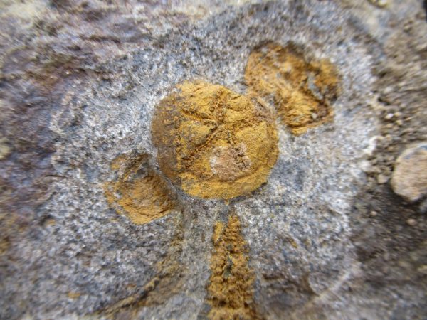 Genuine Ordovician Age Petraster Starfish Plate Specimen from Morocco for Sale #29e