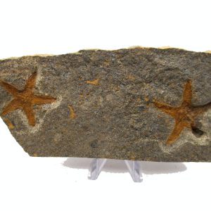 Genuine Ordovician Age Petraster Starfish Plate Specimen from Morocco for Sale #30