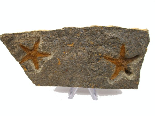 Genuine Ordovician Age Petraster Starfish Plate Specimen from Morocco for Sale #30