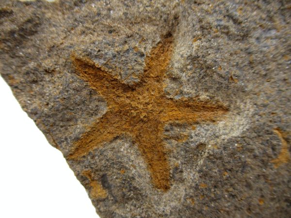 Genuine Ordovician Age Petraster Starfish Plate Specimen from Morocco for Sale #30a