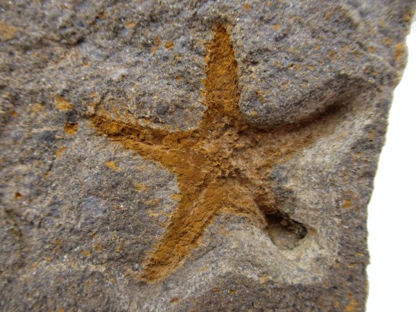 Genuine Ordovician Age Petraster Starfish Plate Specimen from Morocco for Sale #30b