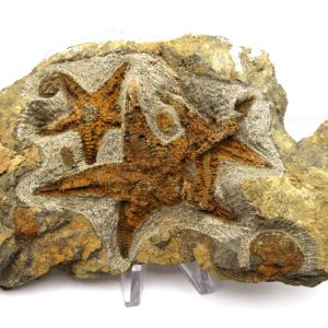 Genuine Ordovician Age Petraster Starfish Plate Specimen from Morocco for Sale #31