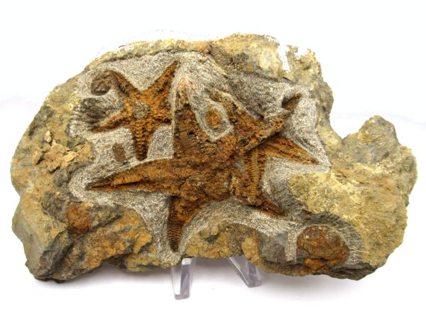 Genuine Ordovician Age Petraster Starfish Plate Specimen from Morocco for Sale #31